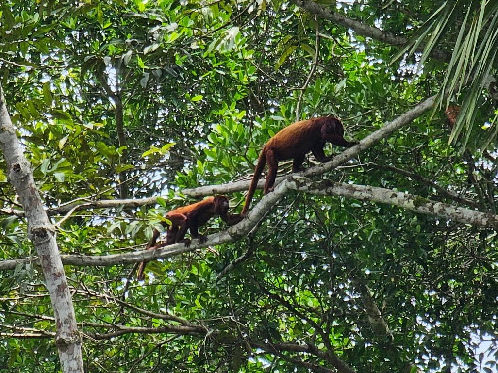 monkeys in a tree